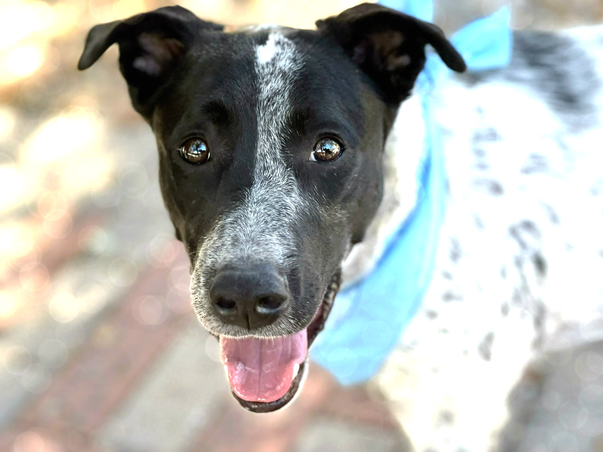 Patches photo 1