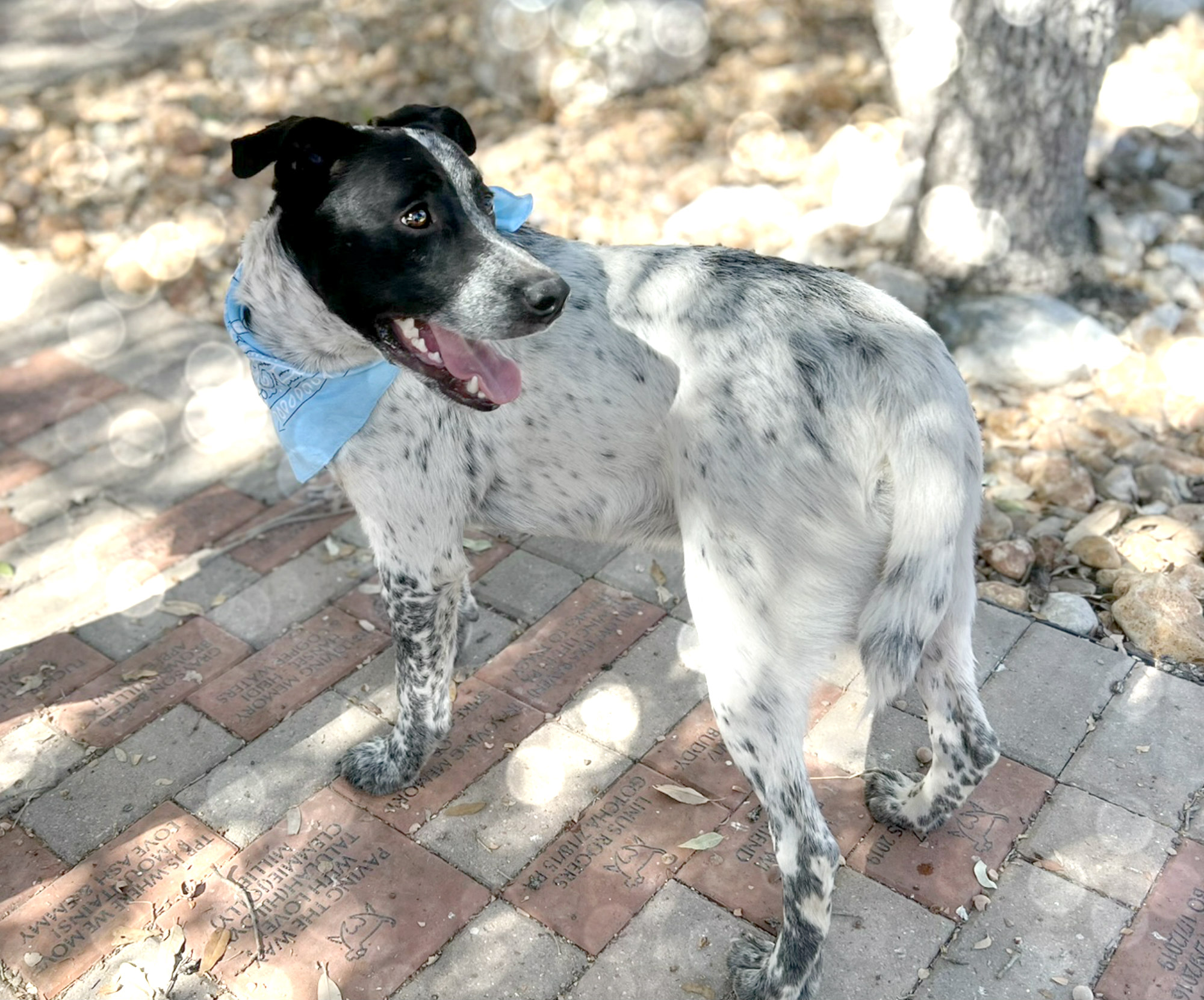 Patches photo 4