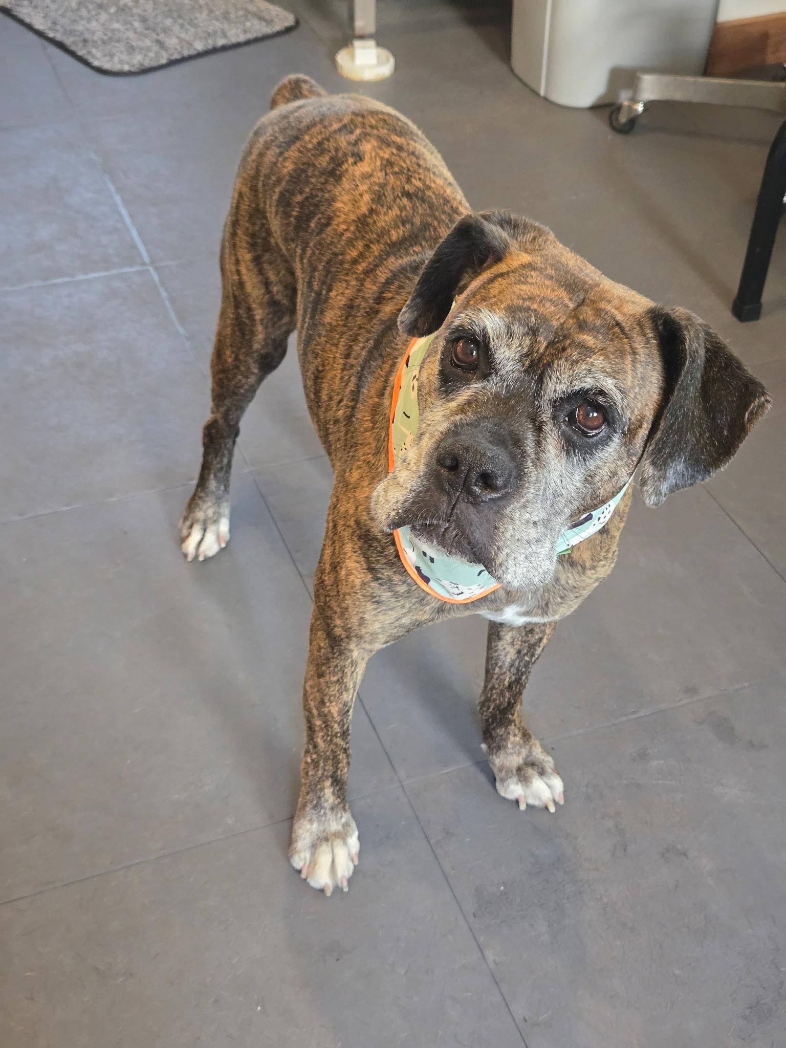 Penny, Adoptable, Adult Female Boxer.