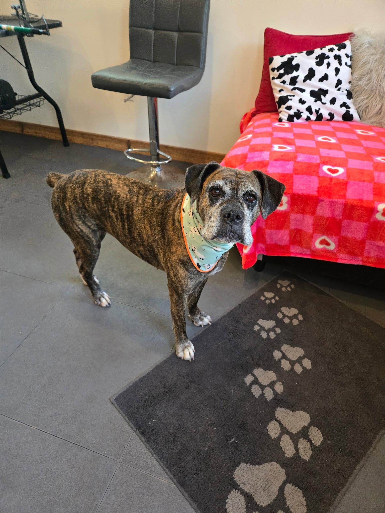 Enlarge Penny, a Adoptable Boxer in Woodbury, MN image 2/3