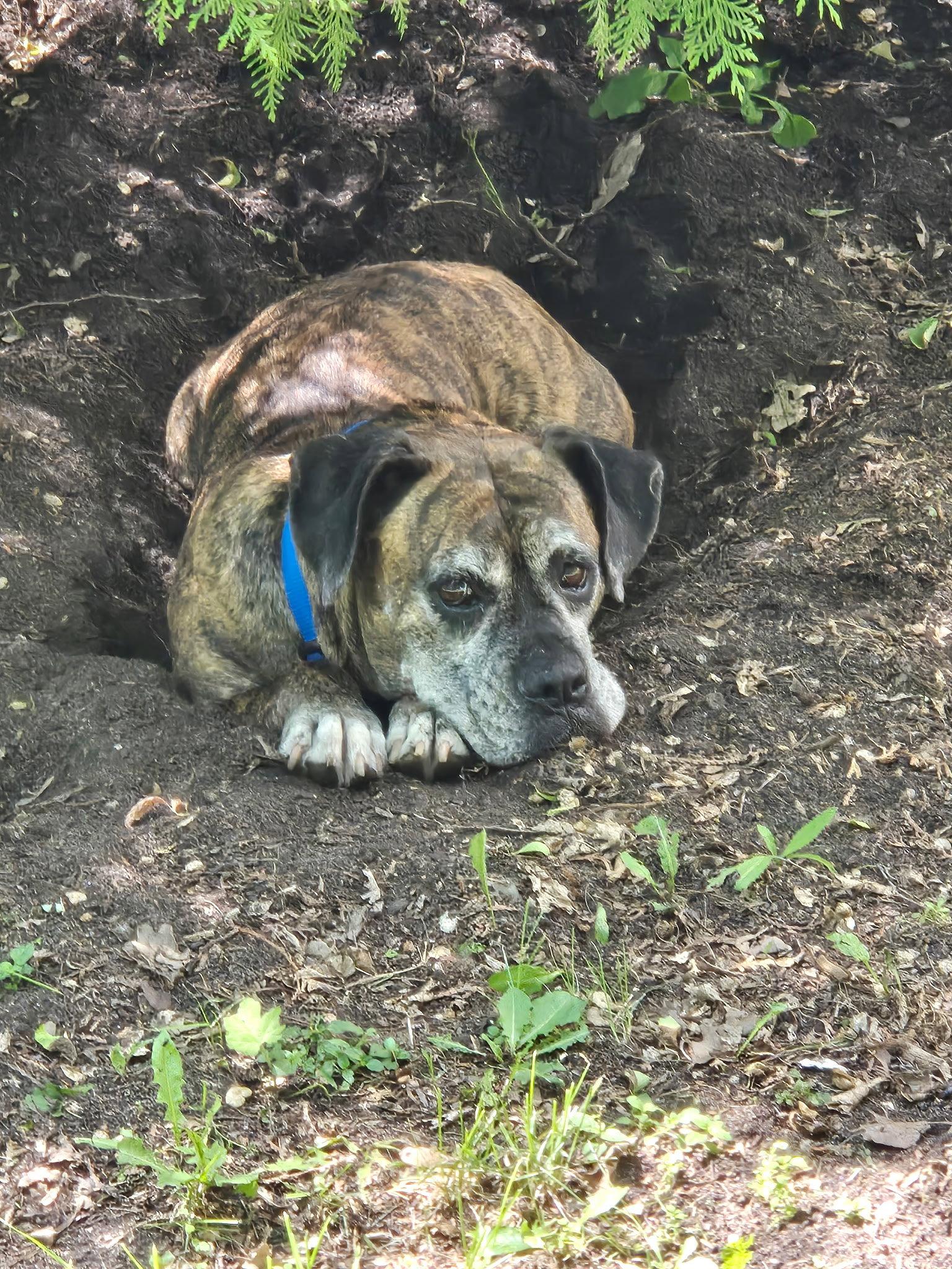 Enlarge Penny, a Adoptable Boxer in Woodbury, MN image 3/3