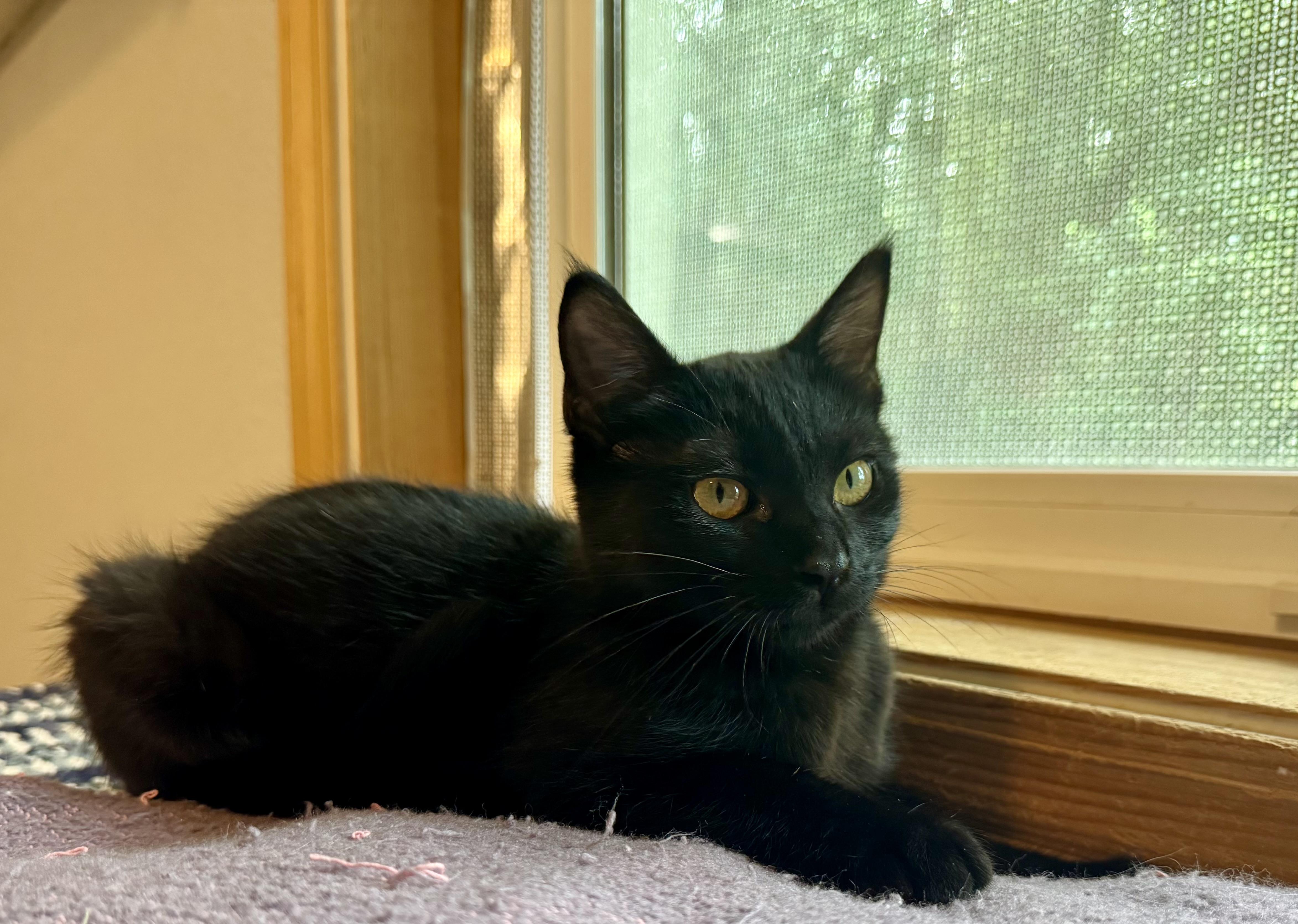 Miss Obsidian, Adoptable, Kitten Female Domestic Short Hair.