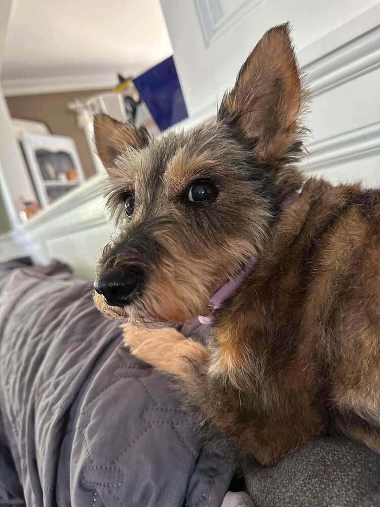 Sadie, Adoptable, Adult Female Terrier.