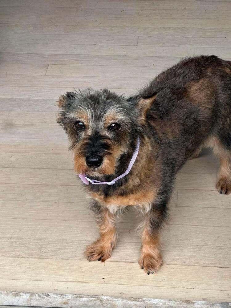 Enlarge Sadie, a Adoptable Terrier in Wayne, NJ image 3/4