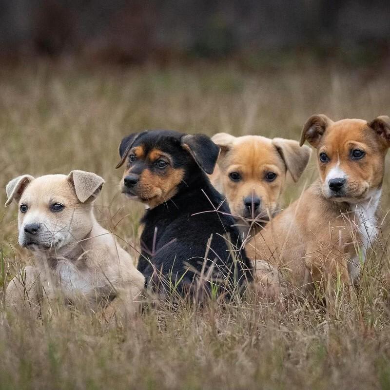 Astra Celestial — thumbnail 4