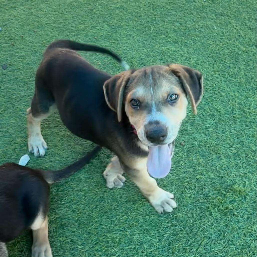 Pluto, a Adoptable mixed breed in Sarasota, FL image 5/6