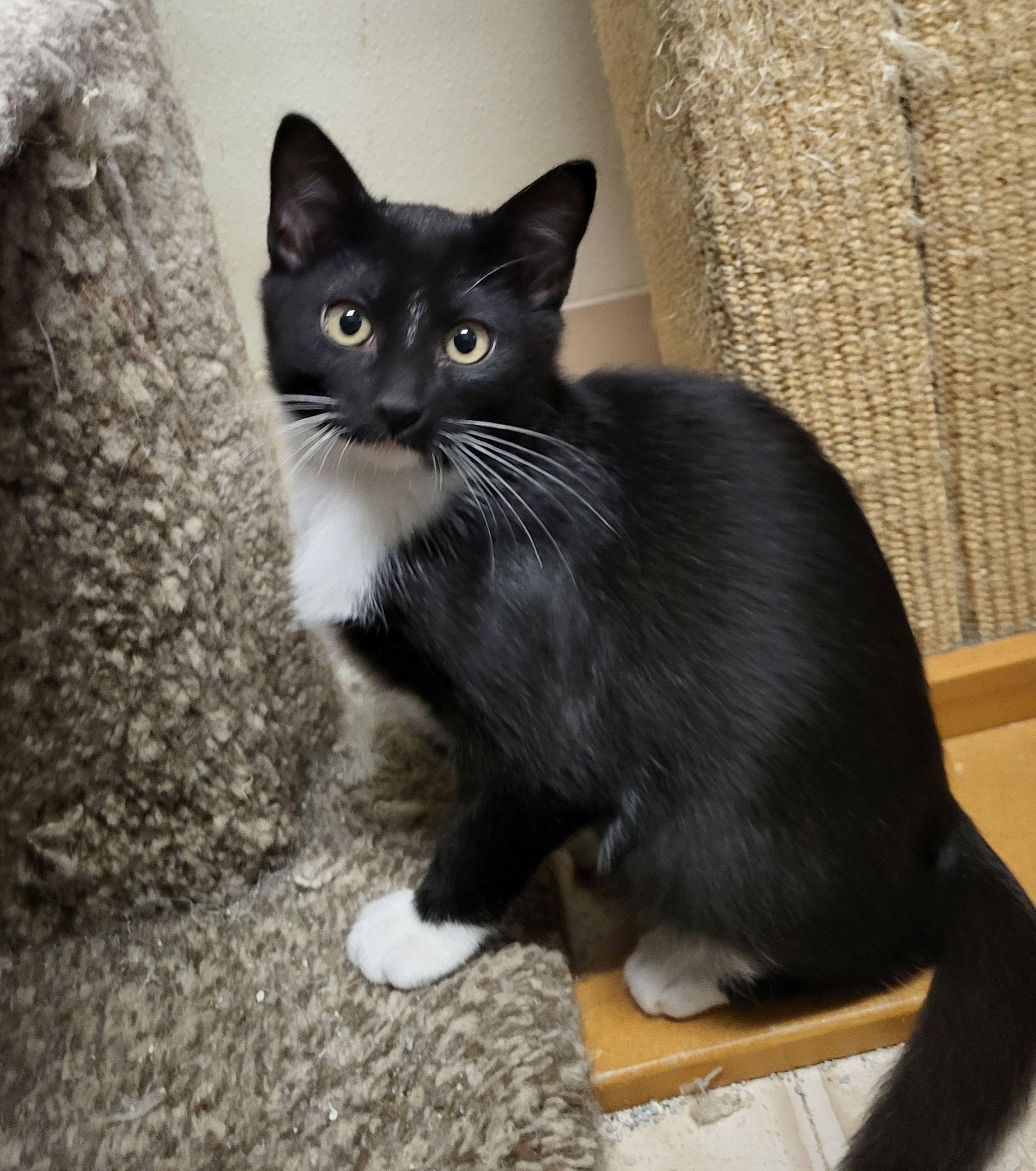 Figaro, Baby Male unknown