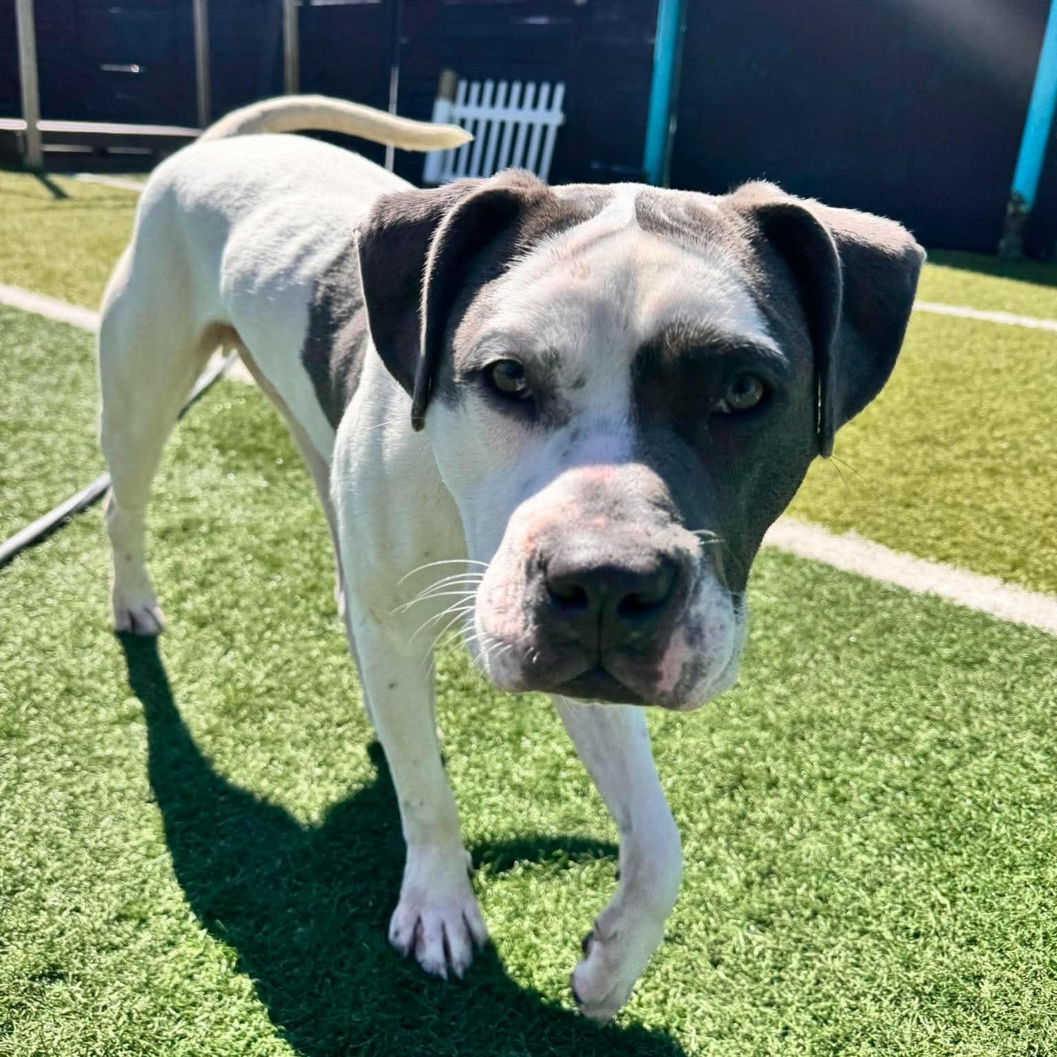 Montblanc, a ADOPTABLE mixed breed in Racine, WI image 1/5