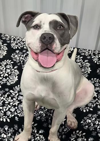 Enlarge Montblanc, a ADOPTABLE mixed breed in Racine, WI image 3/3