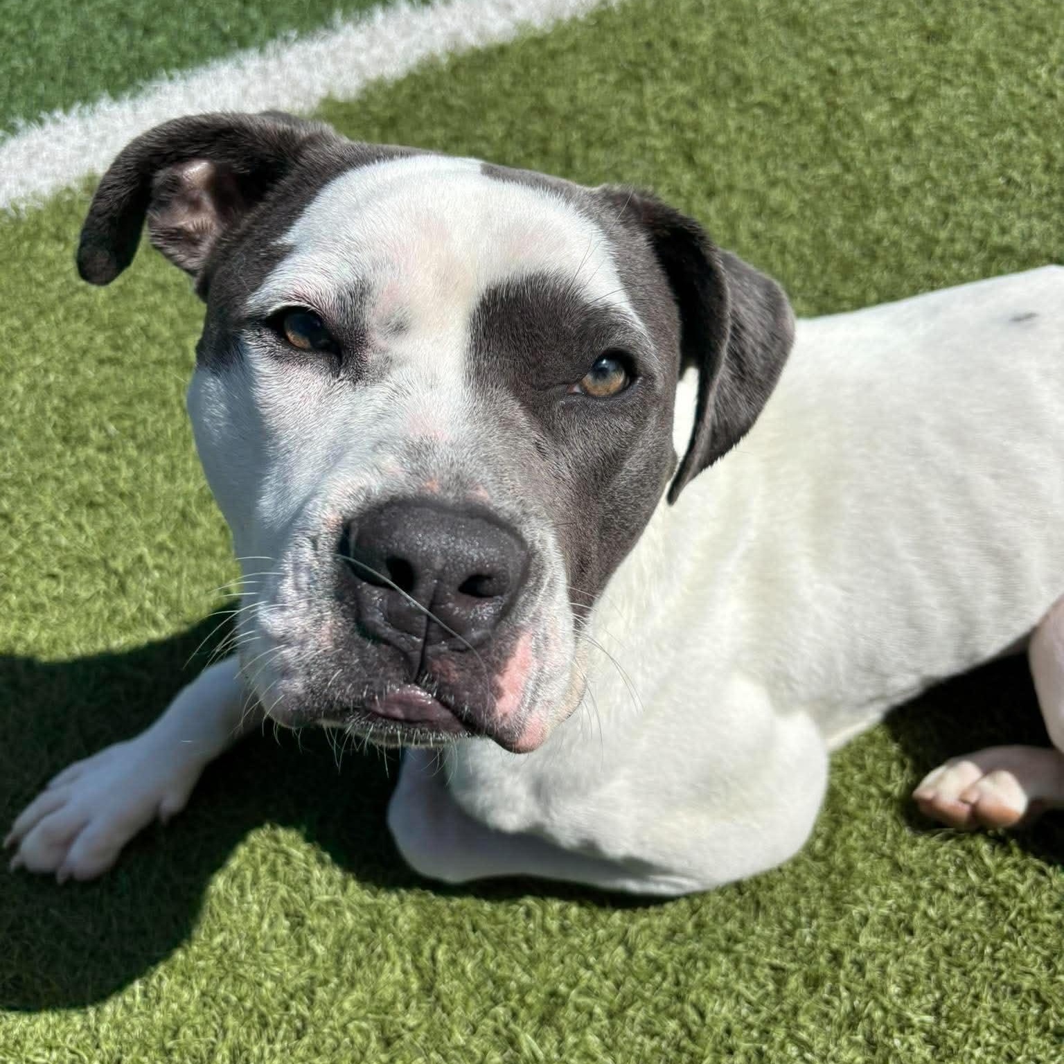 Montblanc, a ADOPTABLE mixed breed in Racine, WI image 2/5