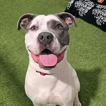 Montblanc, ADOPTABLE, Adult Male Pit Bull Terrier.