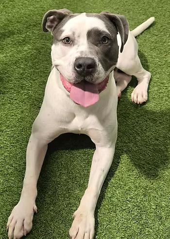 Enlarge Montblanc, a ADOPTABLE mixed breed in Racine, WI image 2/3