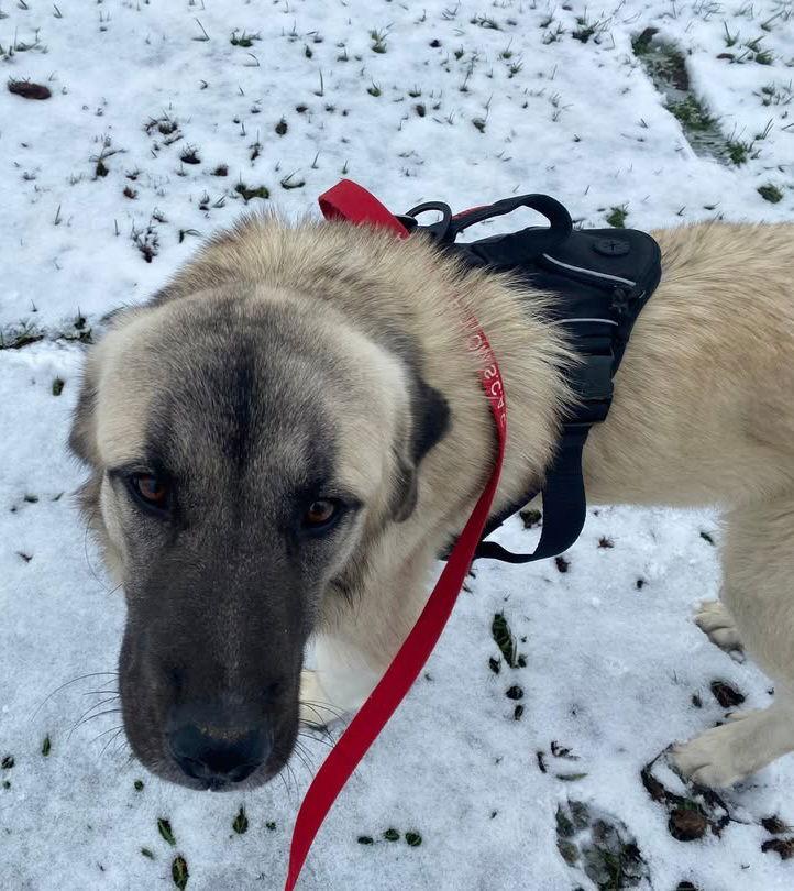 Enlarge Aslan, a Adoptable Mixed Breed in Georgetown, KY image 1/1