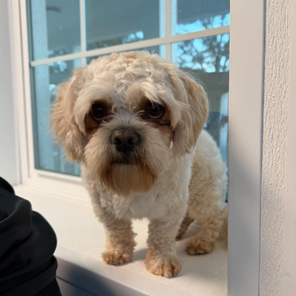 Squeegee thumbnail 2