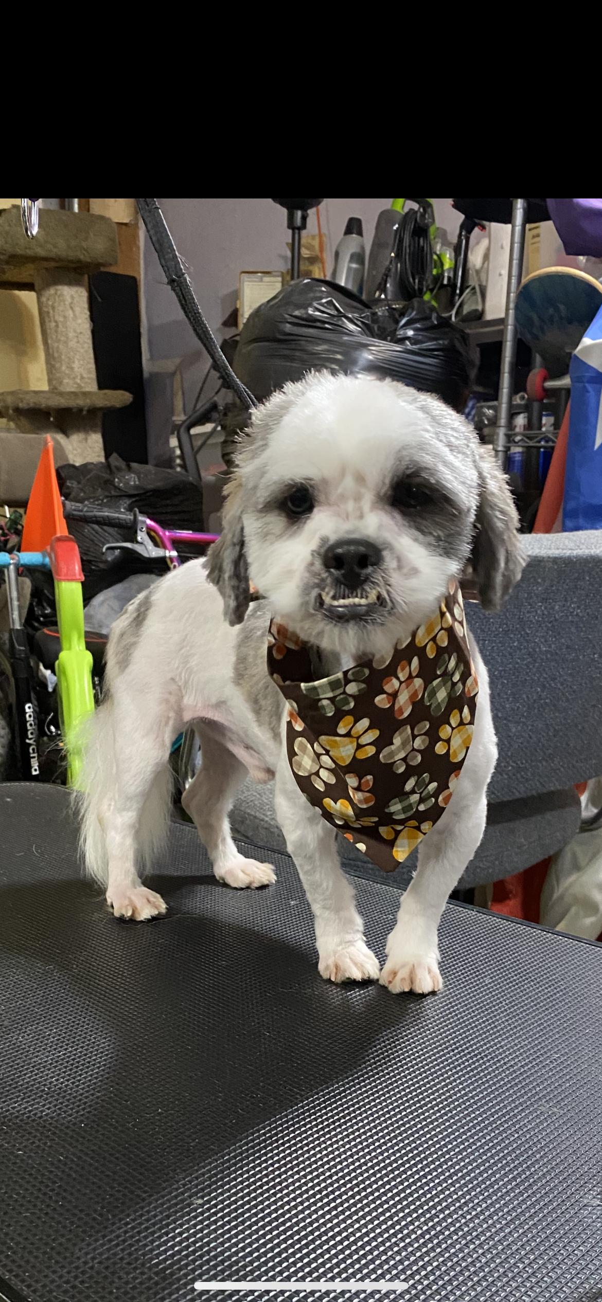 Owen , Adoptable, Adult Male Shih Tzu & Poodle.