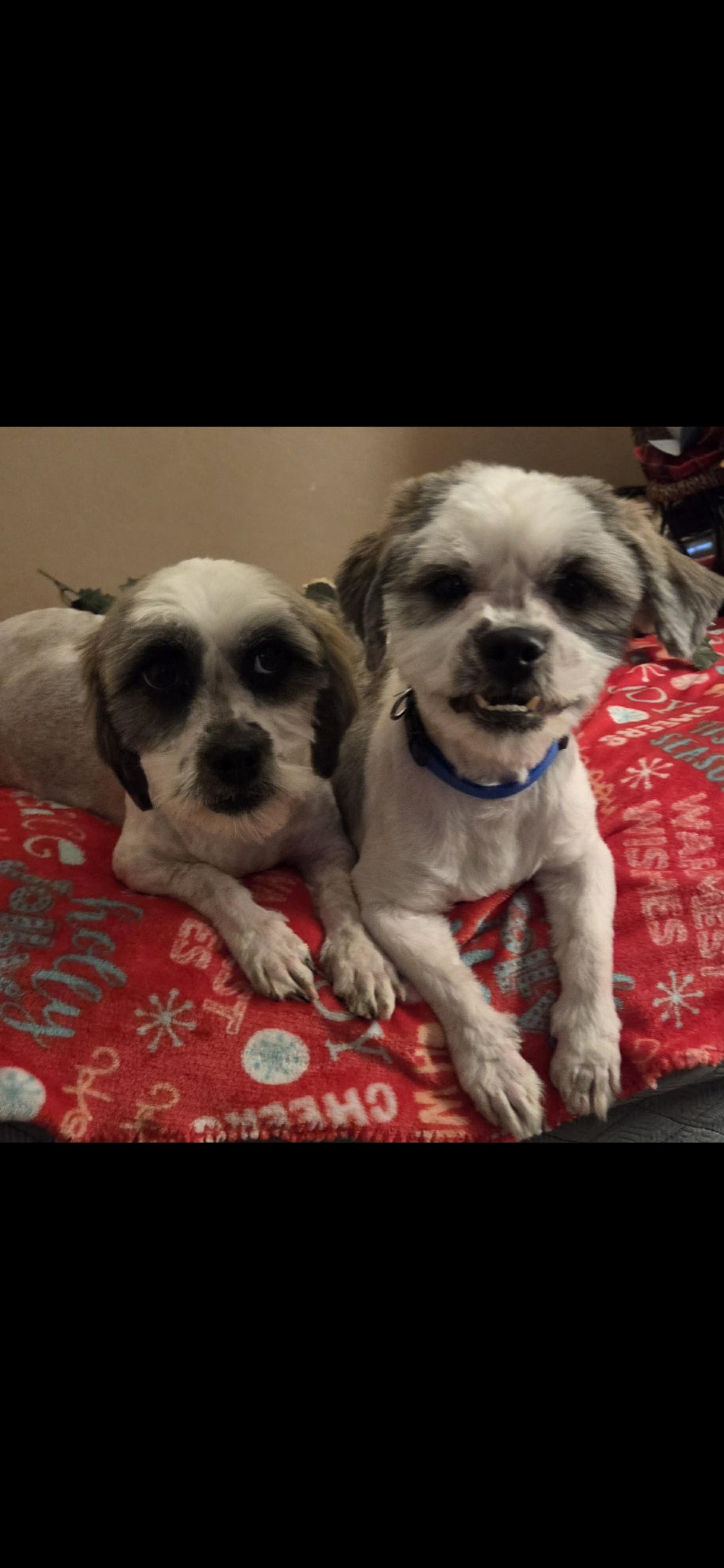 Owen , a Adoptable mixed breed in Hamden, CT image 3/6