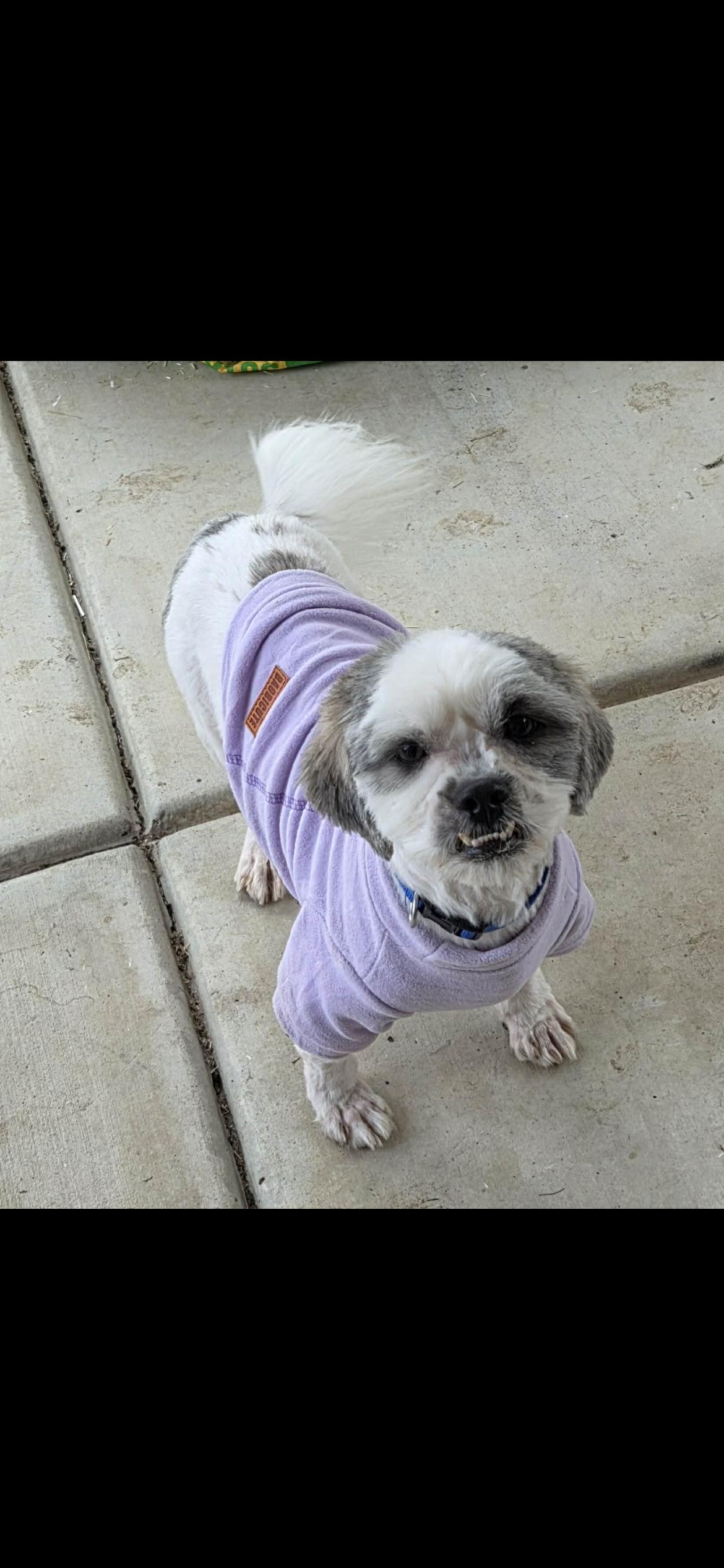 Owen , a Adoptable mixed breed in Hamden, CT image 6/6