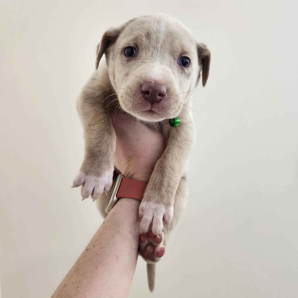 Enlarge Art, a Adoptable mixed breed in Chattanooga, TN image 6/6