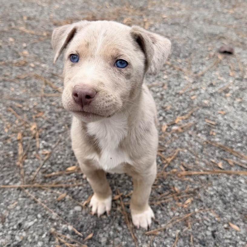 Enlarge Art, a Adoptable mixed breed in Chattanooga, TN image 5/6
