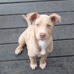 Enlarge Art, a Adoptable mixed breed in Chattanooga, TN image 2/6