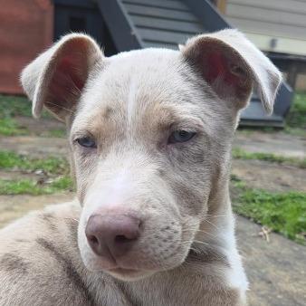 Enlarge Art, a Adoptable mixed breed in Chattanooga, TN image 3/6