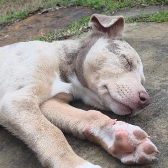 Enlarge Art, a Adoptable mixed breed in Chattanooga, TN image 4/6