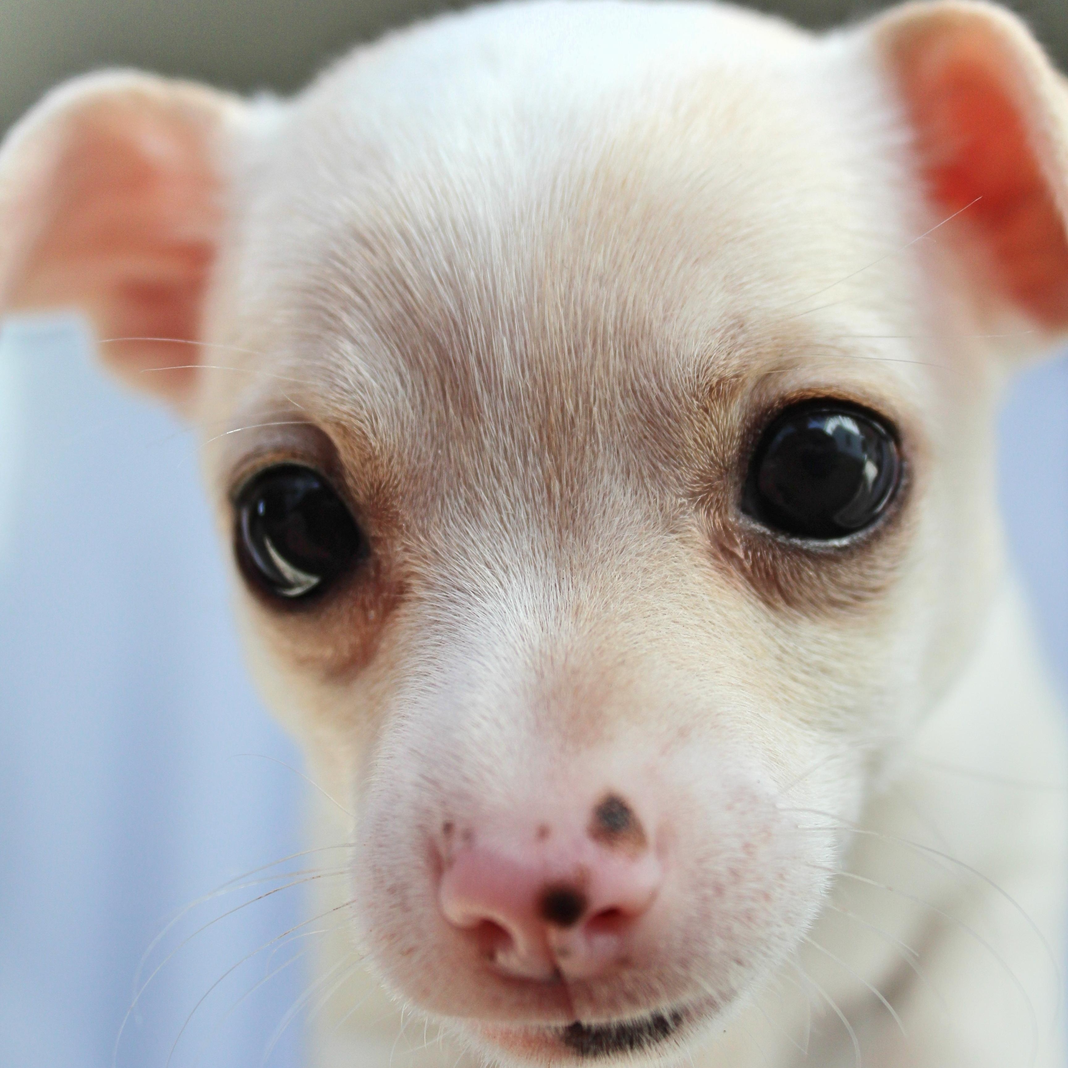 Lily, a ADOPTABLE mixed breed in Springfield, OH image 3/3