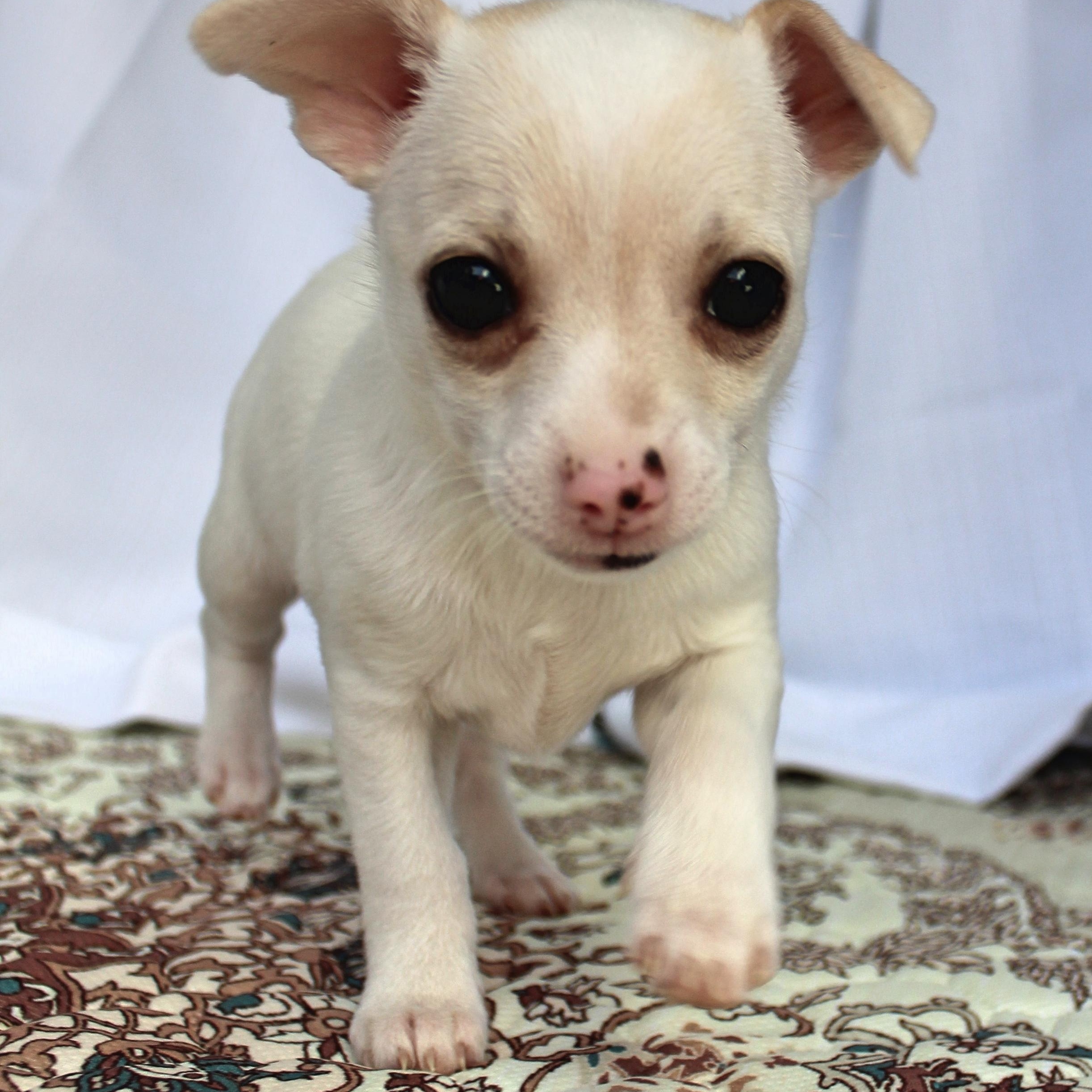 Lily, a ADOPTABLE mixed breed in Springfield, OH image 2/3