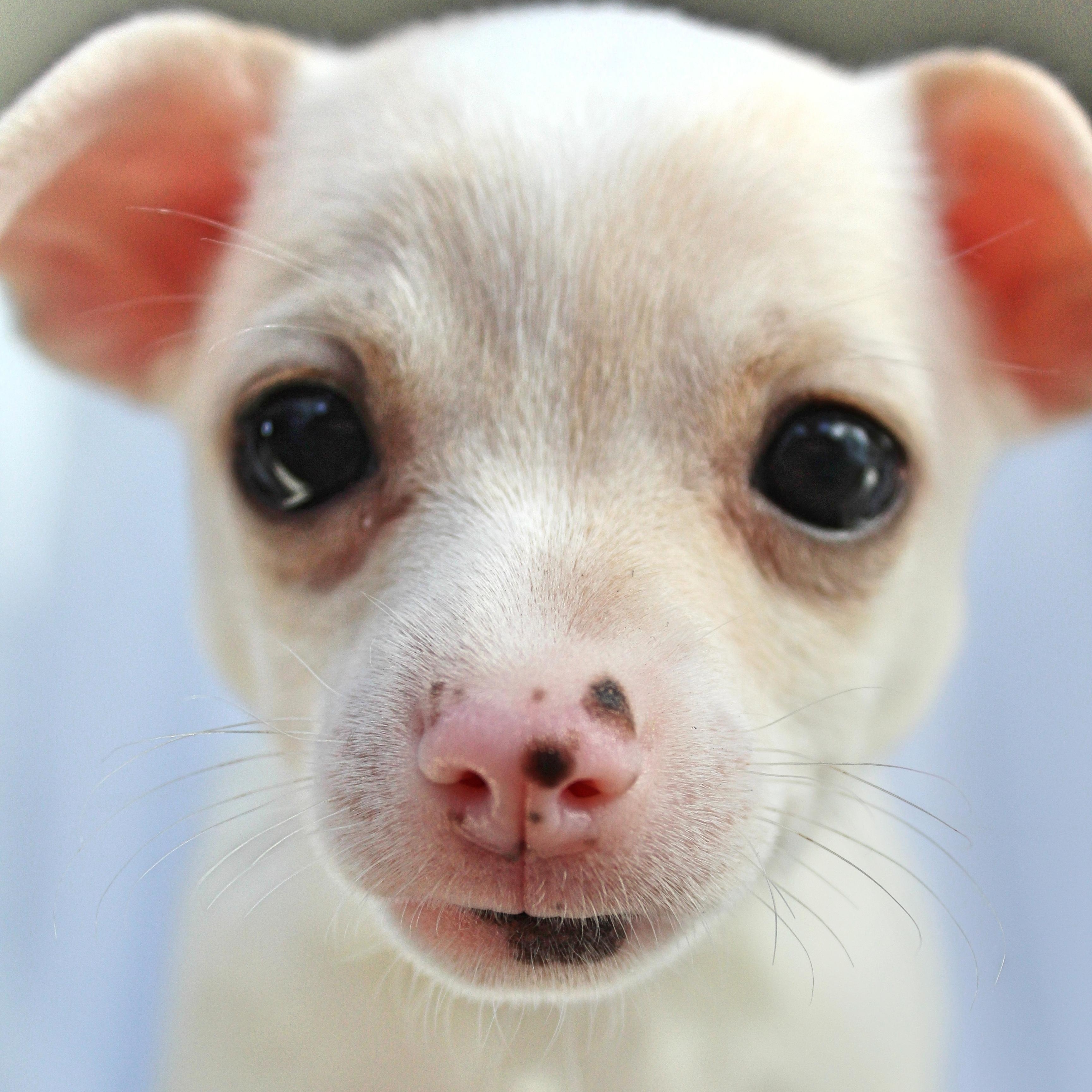 Lily, a ADOPTABLE mixed breed in Springfield, OH image 1/3