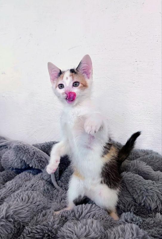 Q tip, a Adopted Calico in Knoxville, TN image 1/3