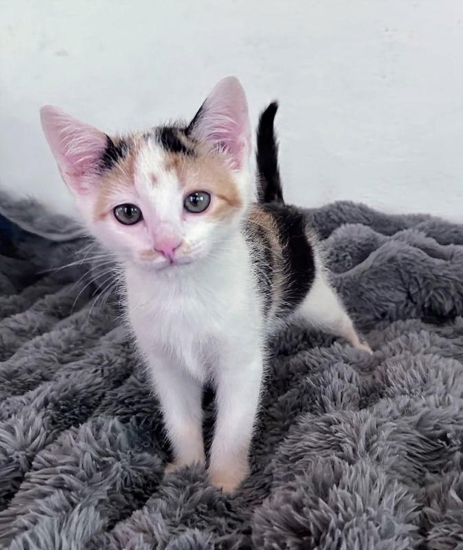 Q tip, a Adopted Calico in Knoxville, TN image 2/3