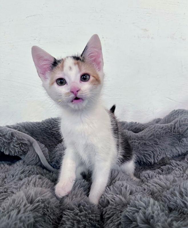 Q tip, a Adopted Calico in Knoxville, TN image 3/3
