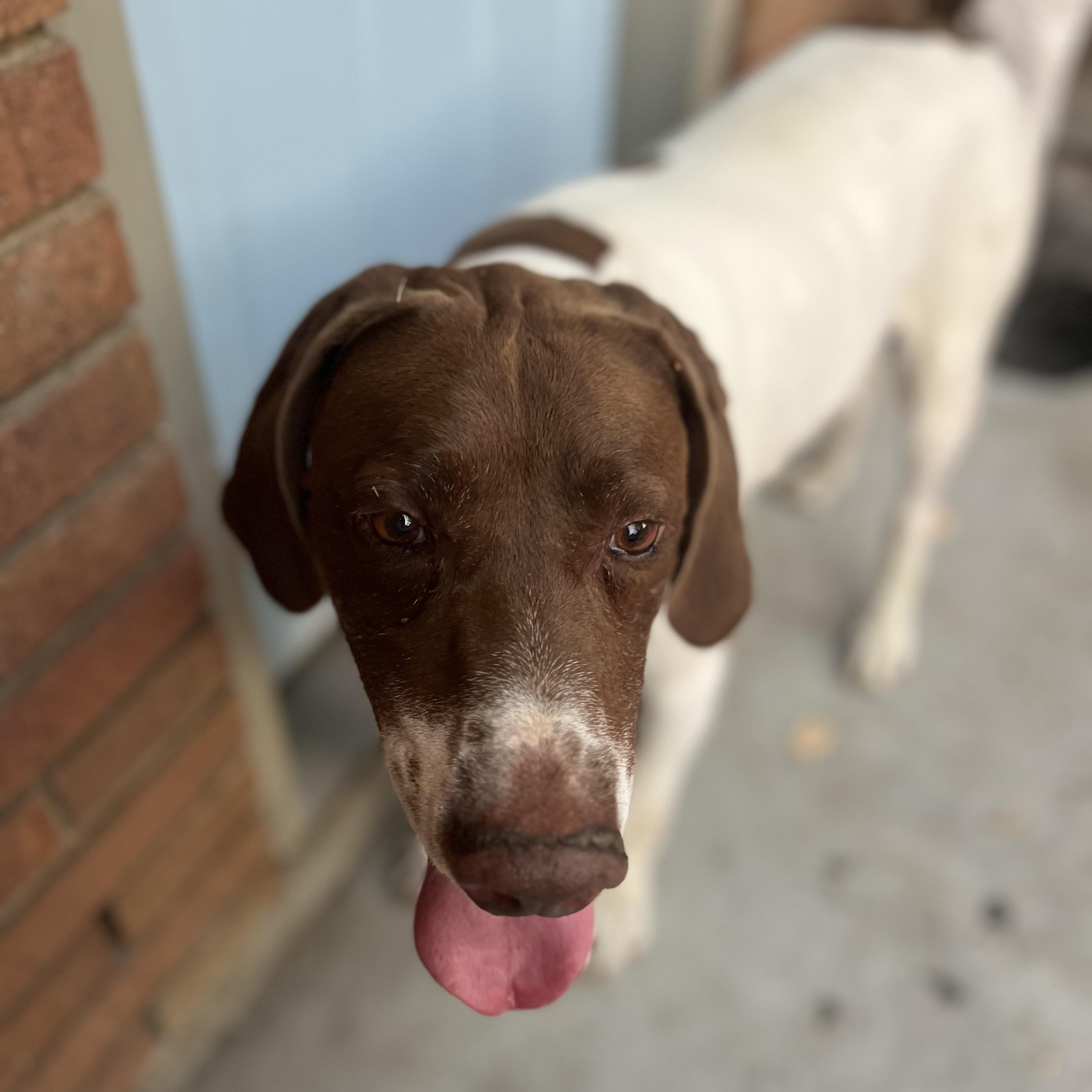 Ranger - Foster Needed...The Ultimate Adventure Buddy!