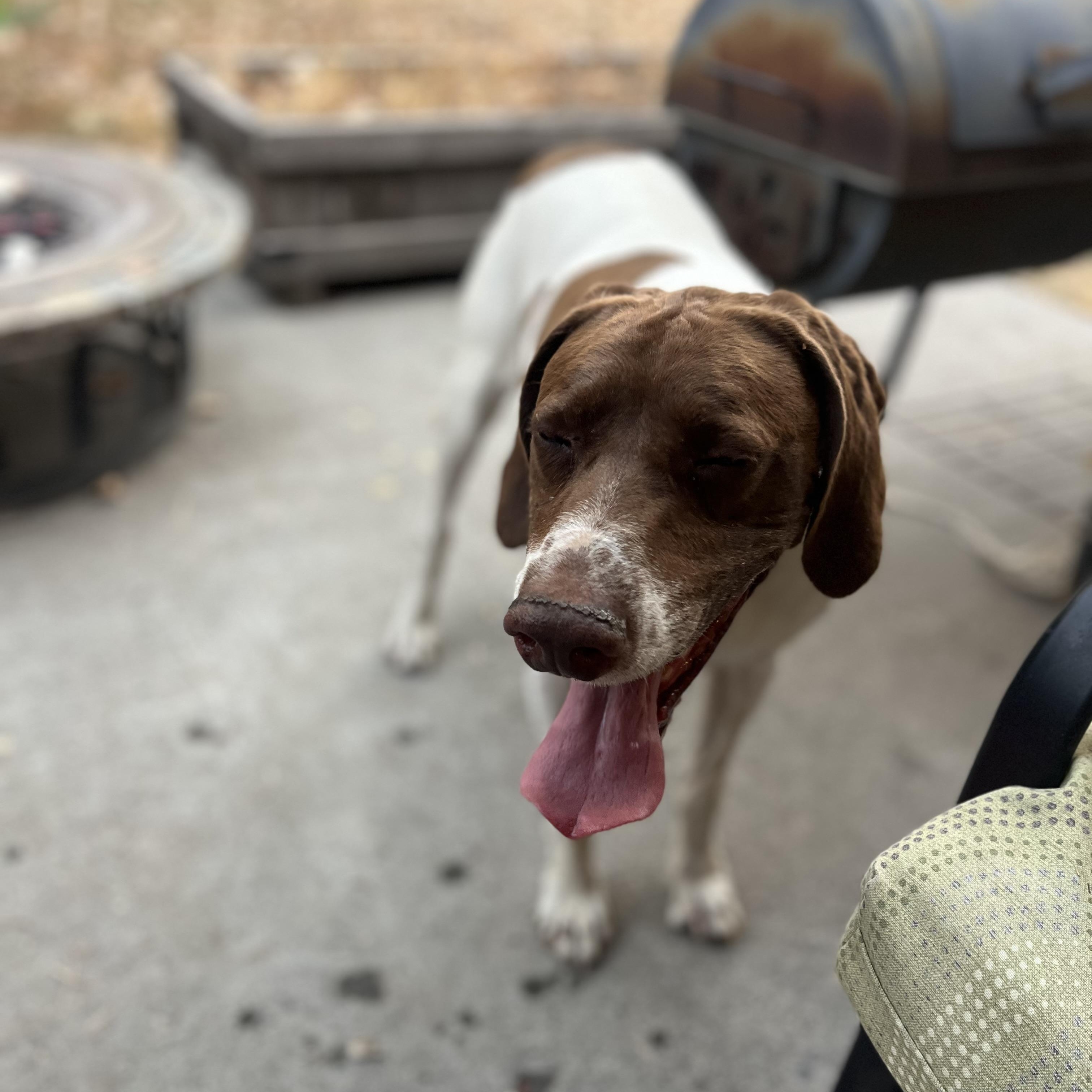 Ranger - Foster Needed...The Ultimate Adventure Buddy!, a Adoptable mixed breed image 3/6