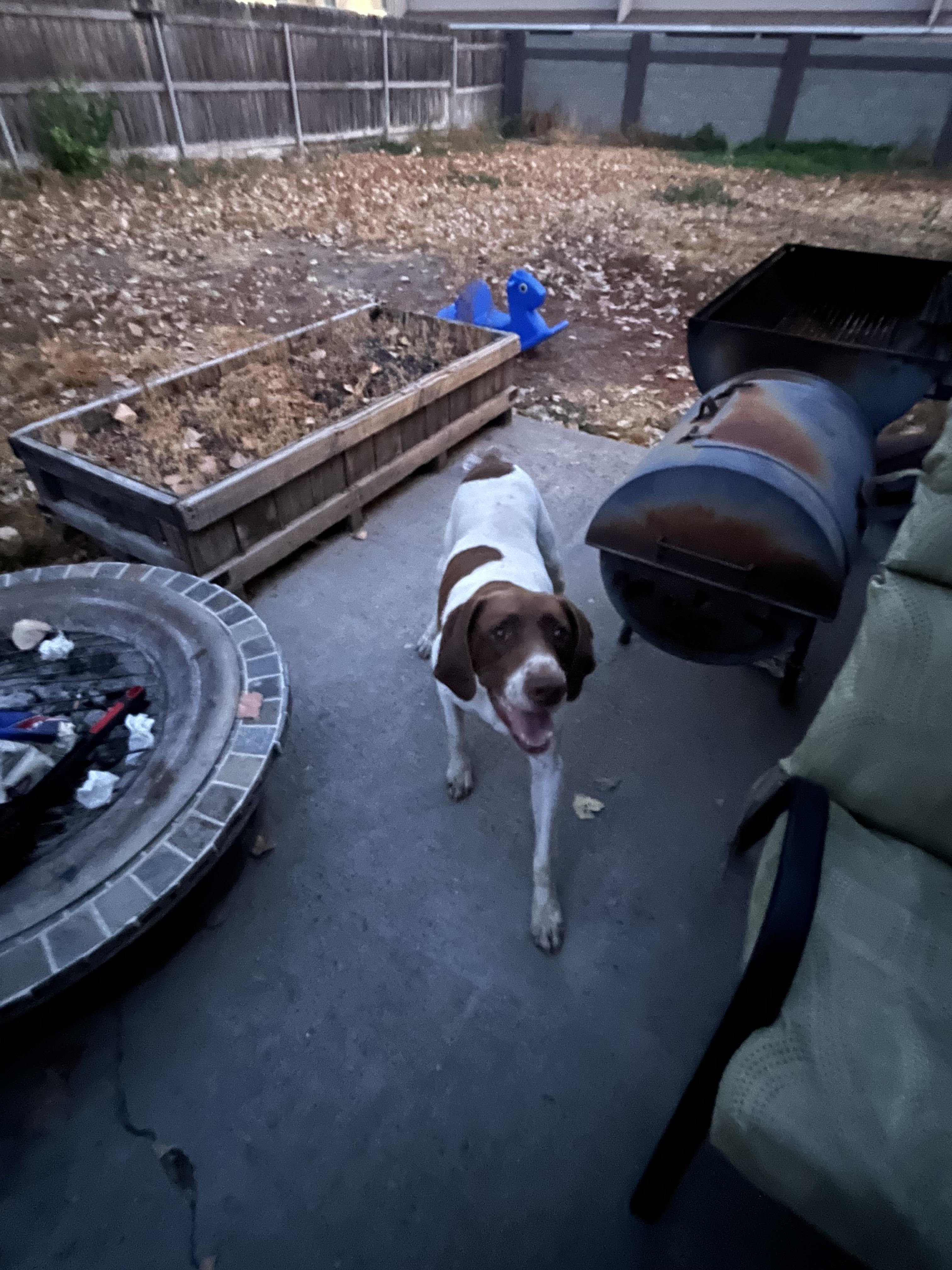 Ranger - Foster Needed...The Ultimate Adventure Buddy!