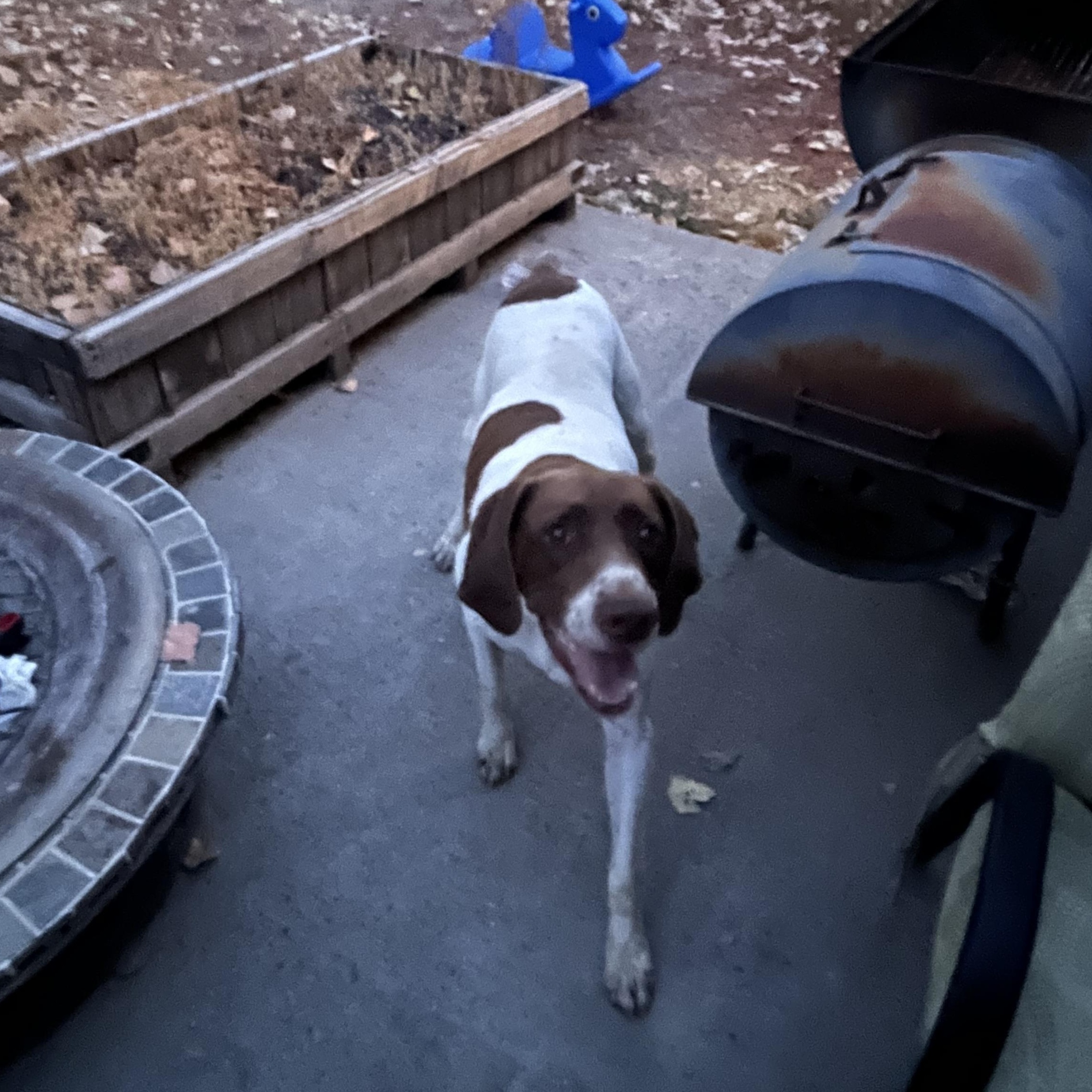 Ranger - Foster Needed...The Ultimate Adventure Buddy!, a Adoptable mixed breed image 6/6