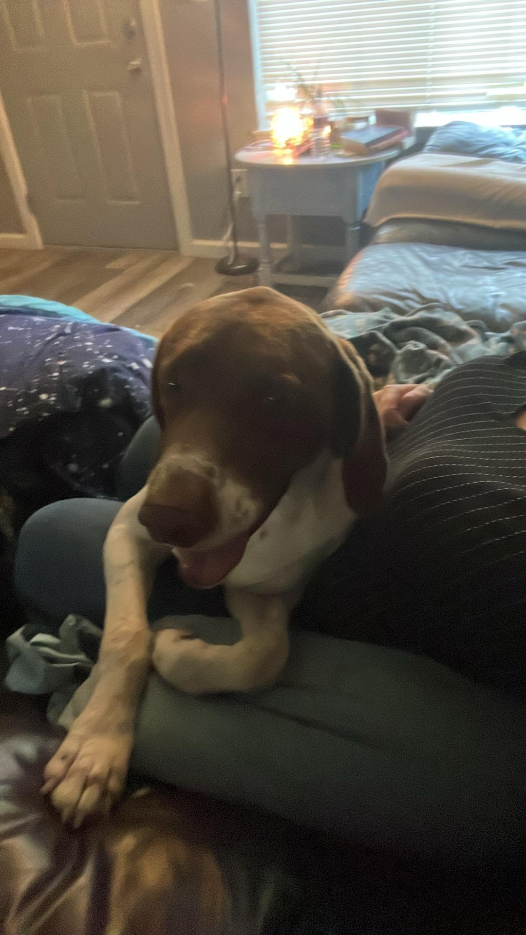 Ranger - Foster Needed...The Ultimate Adventure Buddy!