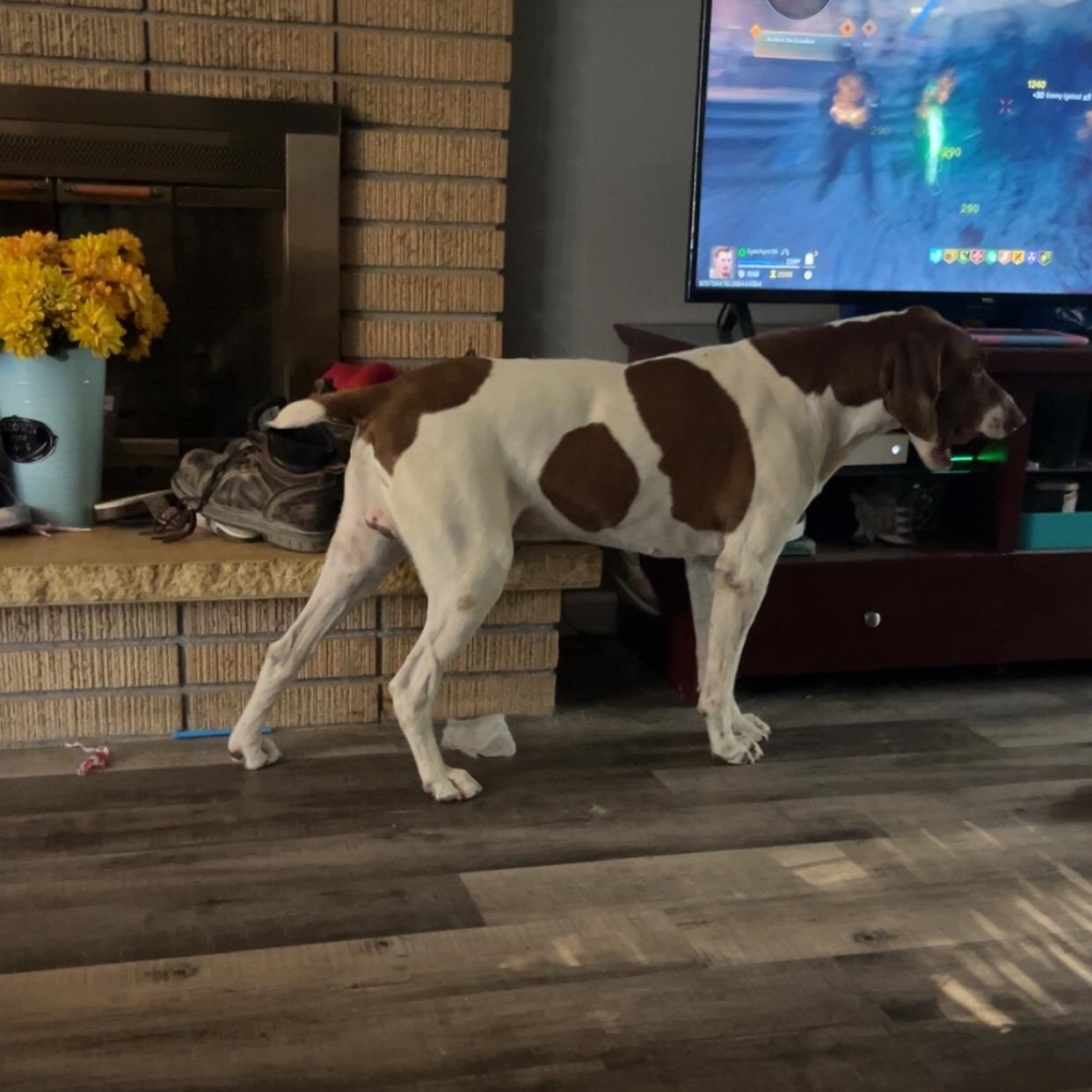 Ranger - The Ultimate Adventure Buddy!, Adoptable, Adult Male German Shorthaired Pointer.