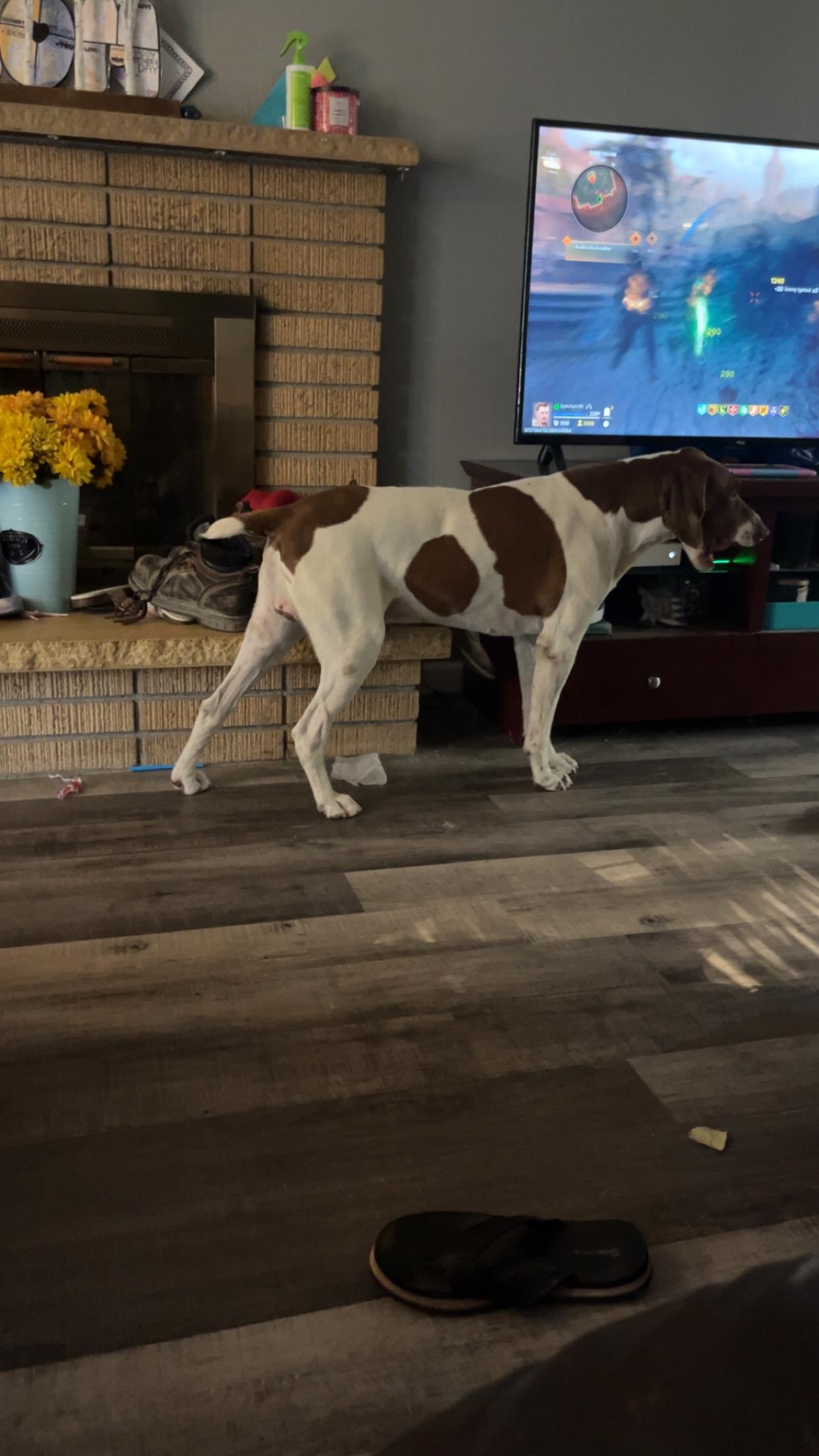 Ranger - Foster Needed...The Ultimate Adventure Buddy!