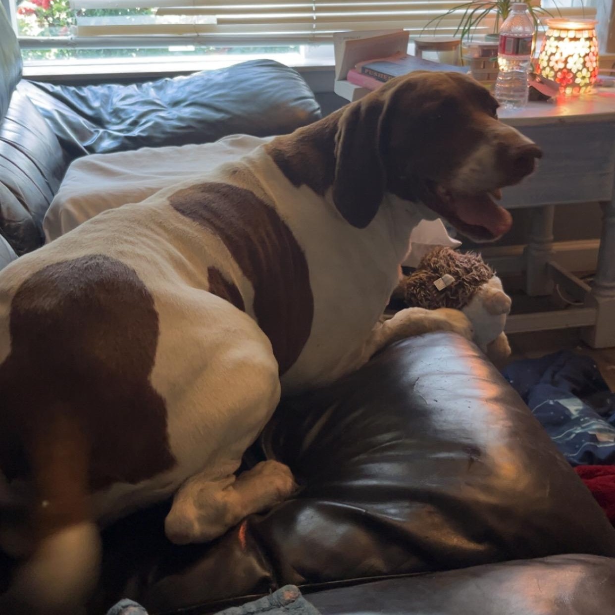 Ranger - Foster Needed...The Ultimate Adventure Buddy!