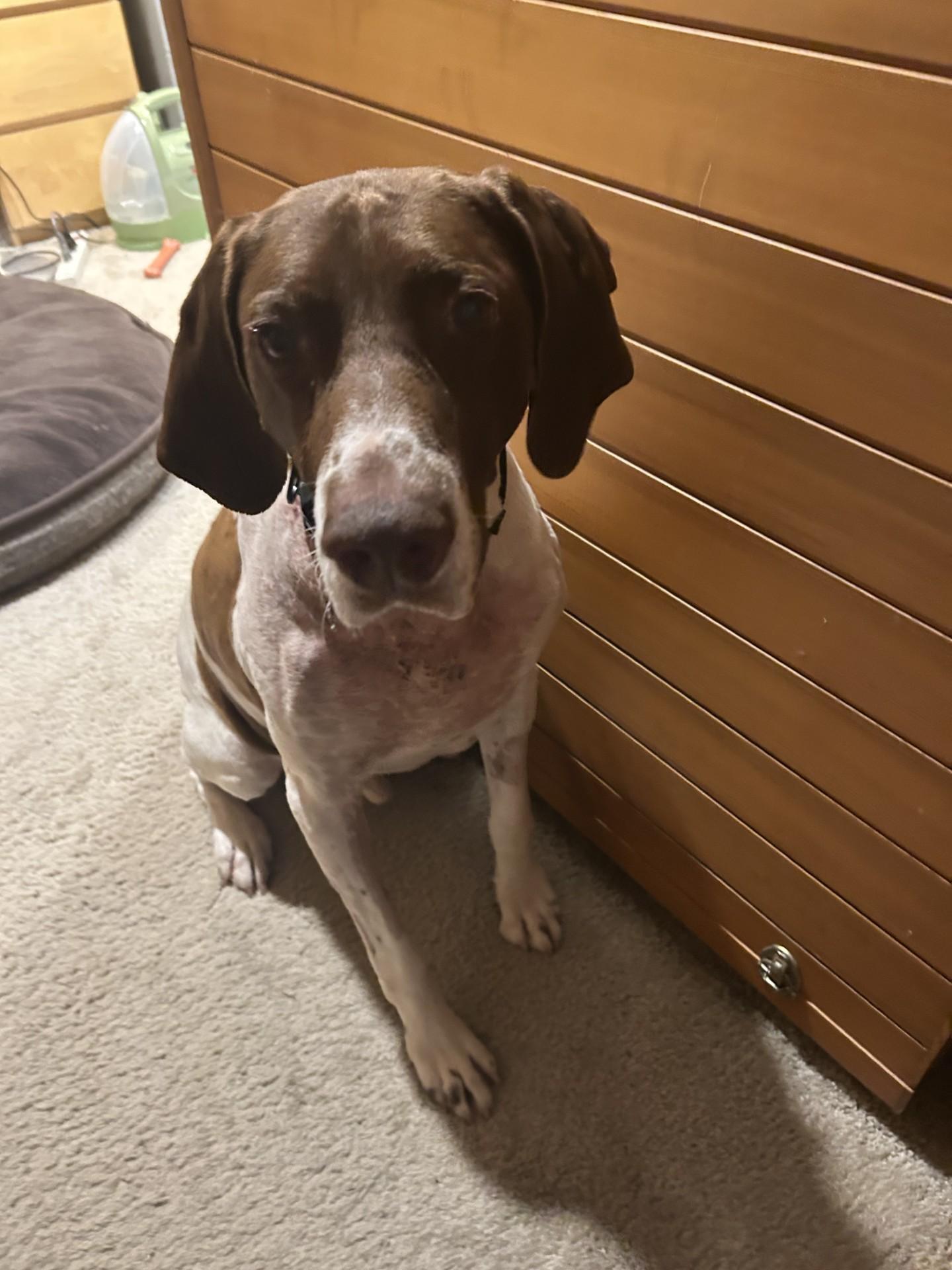 Enlarge Ranger - The Ultimate Adventure Buddy!, a Adoptable mixed breed in Seattle, WA image 2/5