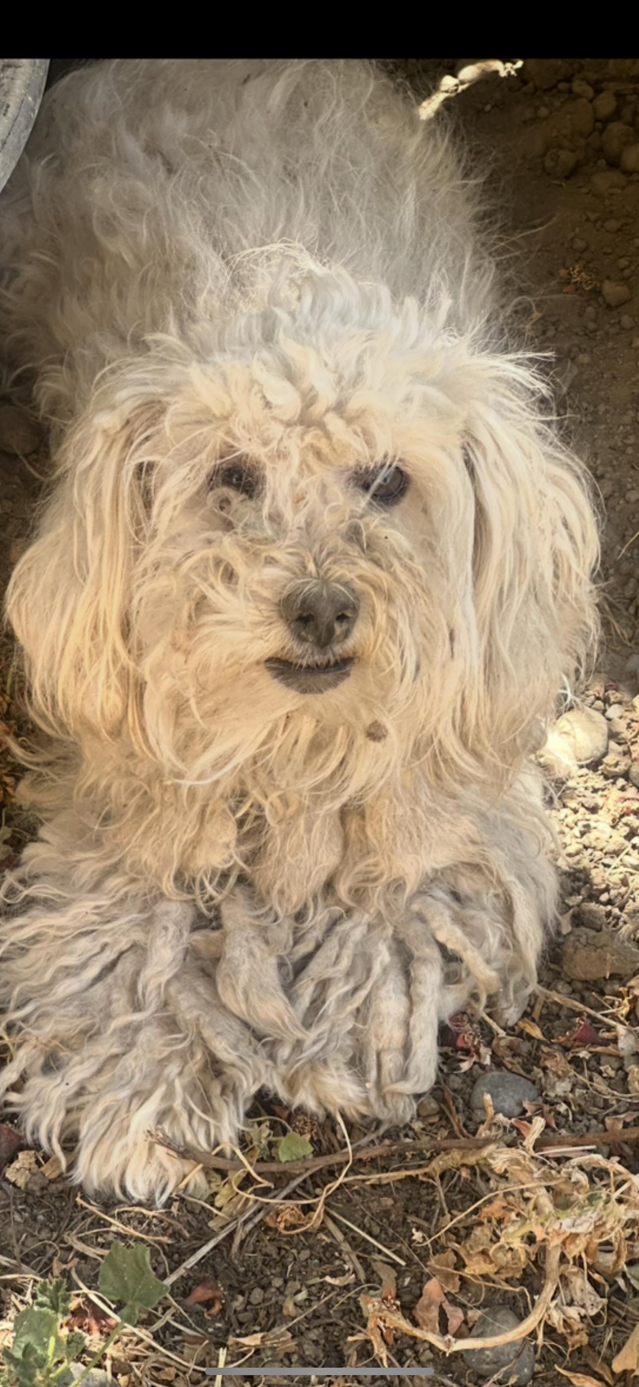Enlarge Bella, an adopted mixed breed in Cottonwood, CA image 5/5
