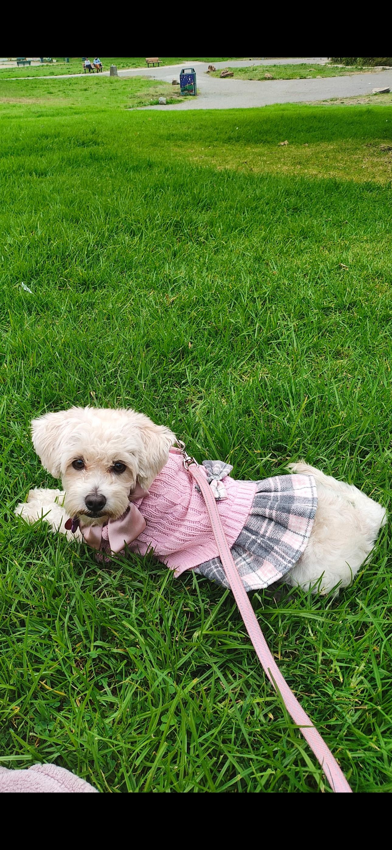 Enlarge Bella, an adopted mixed breed in Cottonwood, CA image 3/5