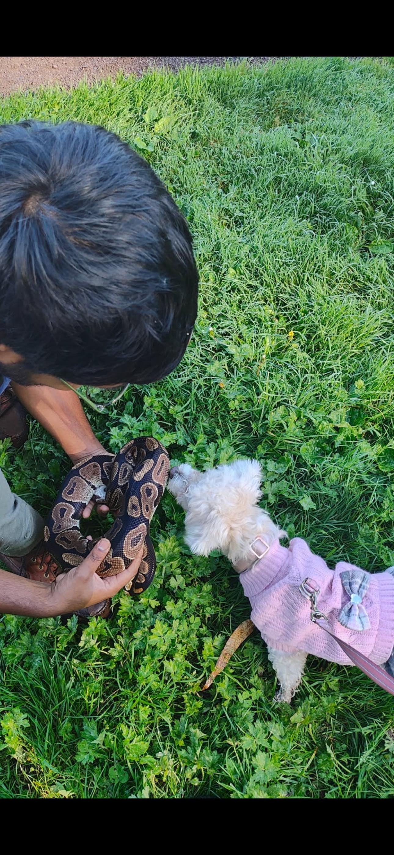 Enlarge Bella, an adopted mixed breed in Cottonwood, CA image 4/5