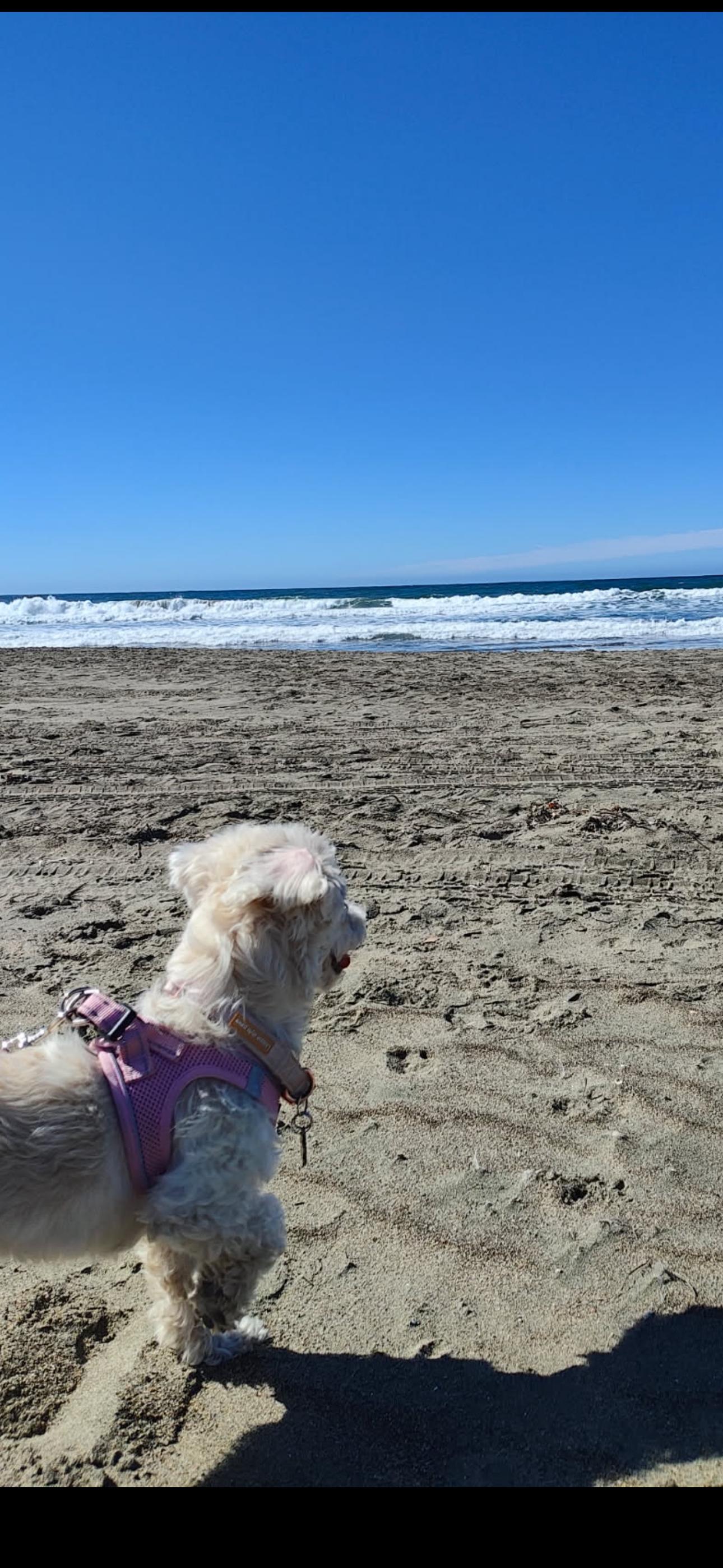 Enlarge Bella, an adopted mixed breed in Cottonwood, CA image 1/5