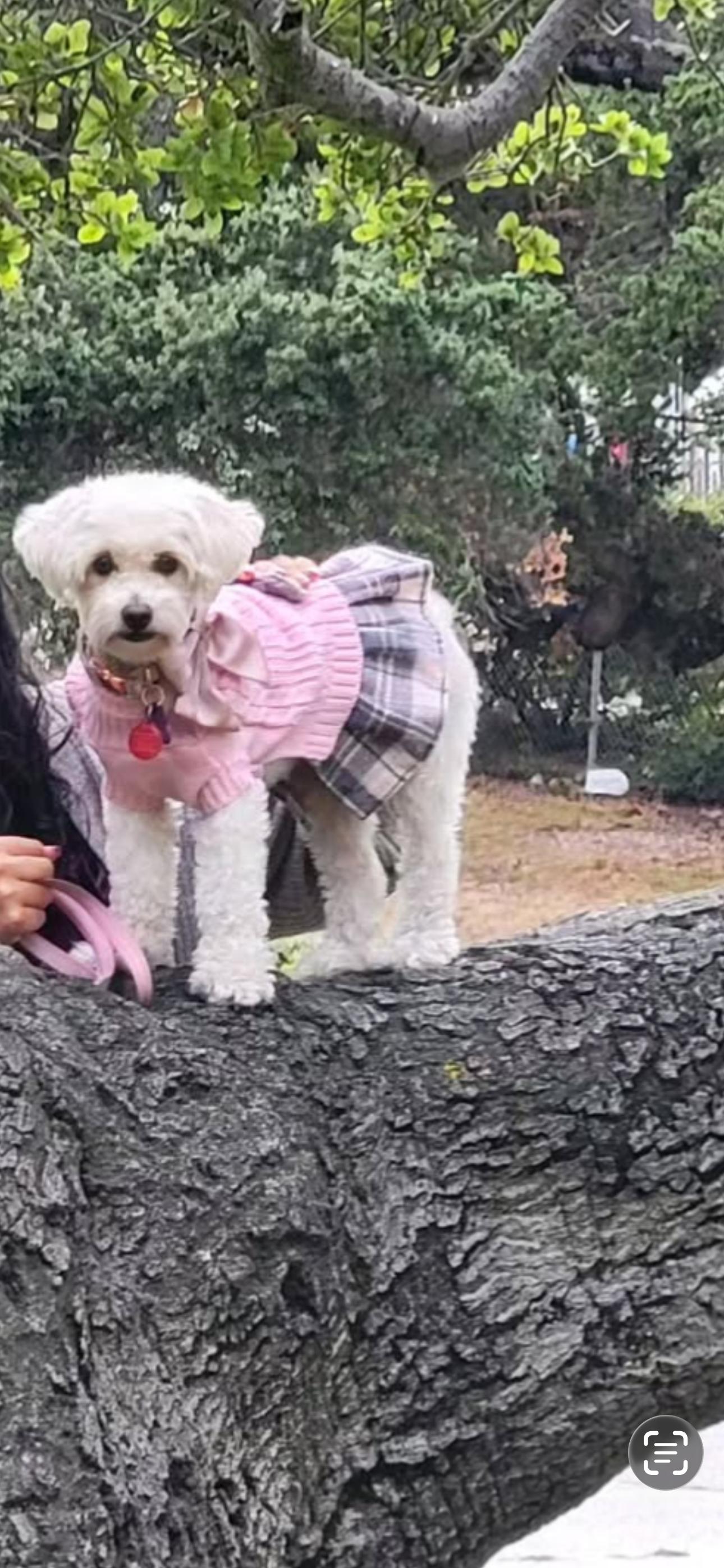 Enlarge Bella, an adopted mixed breed in Cottonwood, CA image 2/5