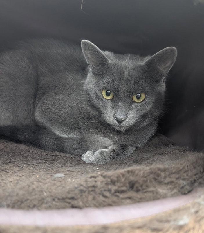 KitKat, Adoptable, Kitten Female Domestic Short Hair.