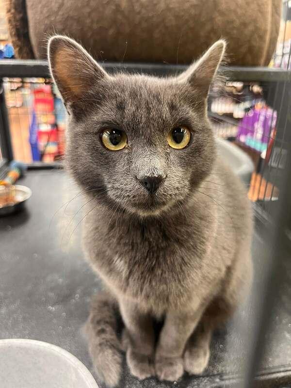 Enlarge KitKat, an adopted mixed breed in Mississauga, ON image 2/2