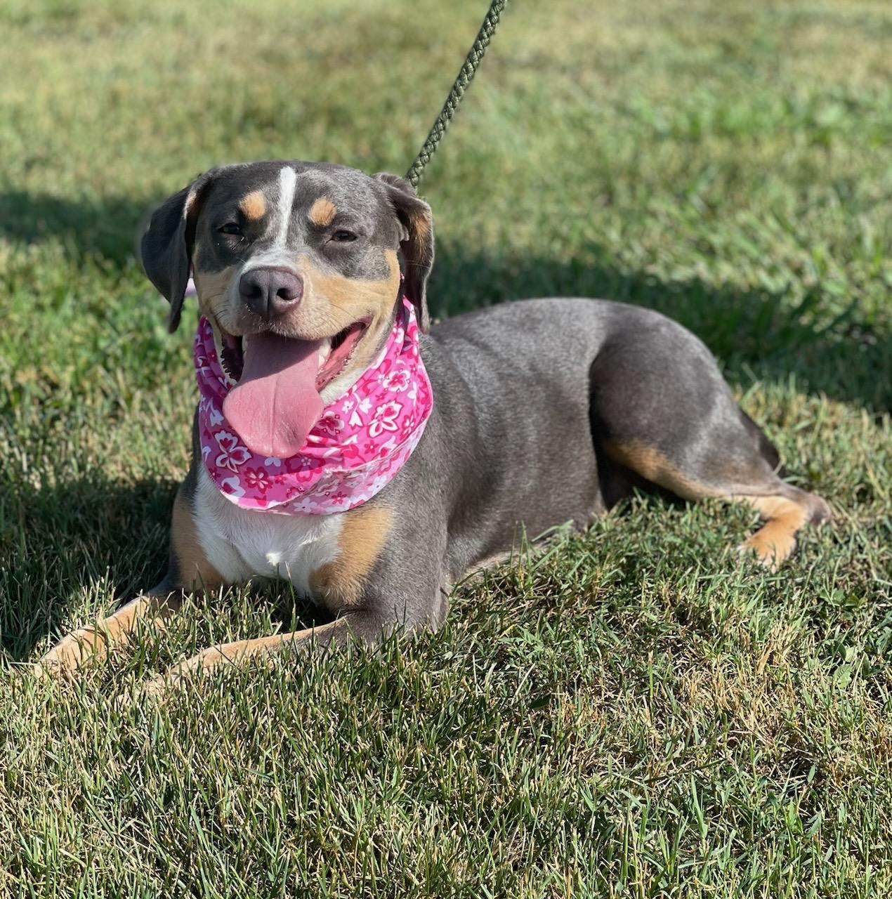 Santana Catahoula Leopard Dog Dog