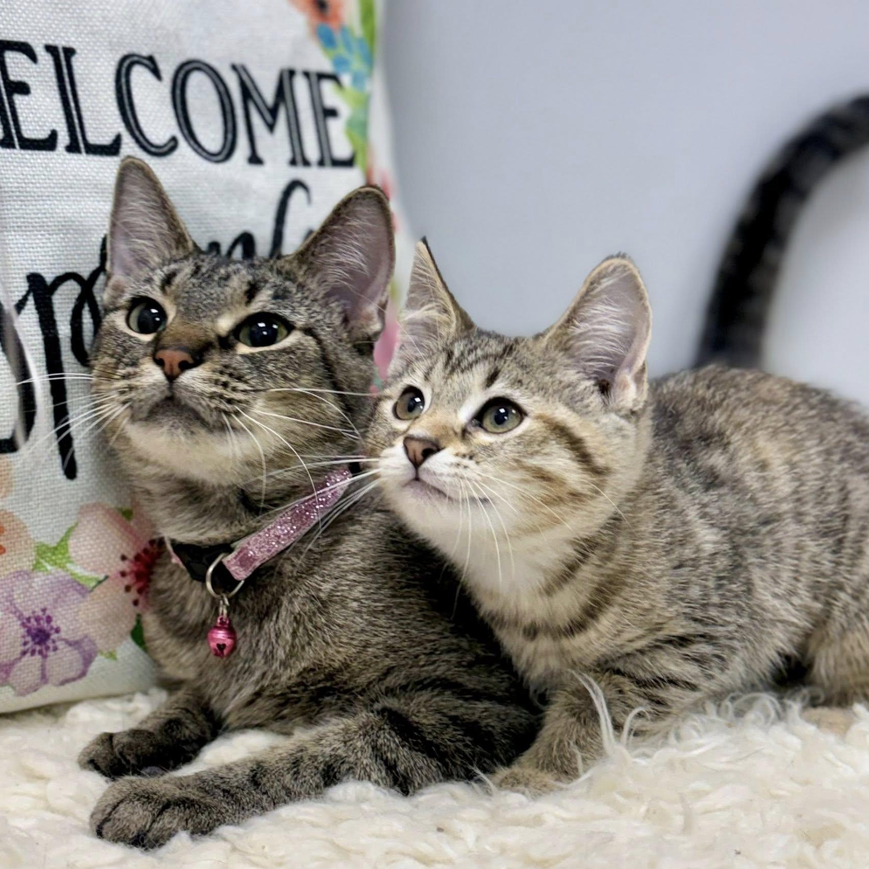 Enlarge Suzu & Pan, a ADOPTABLE Domestic Short Hair in Effingham, IL image 2/3
